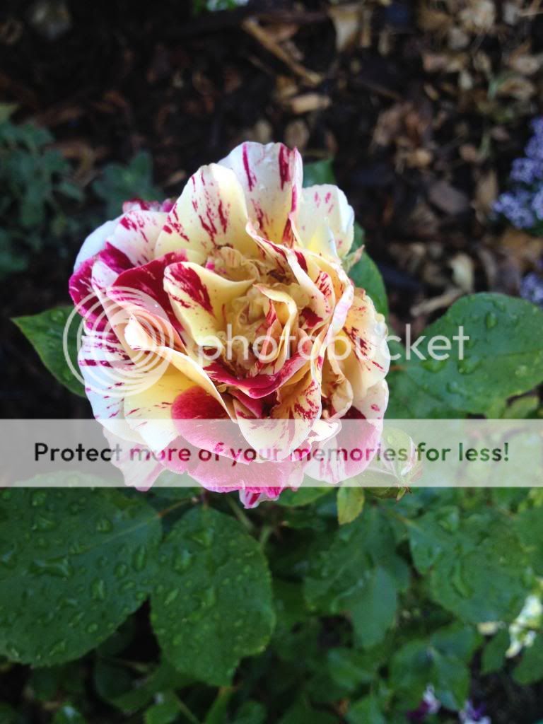  photo IMG_9743_zpscb617c96.jpg